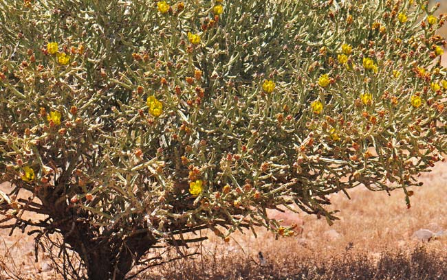 Arizona Pencil Cholla is a shrub with a trunk up to 1 foot in diameter and about almost 9 feet tall. Its joints range from 2 to 6 inches long; plants are sparsely to densely branched. Cylindropuntia arbuscular